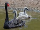 Black Swan (WWT Slimbridge July 2012) - pic by Nigel Key